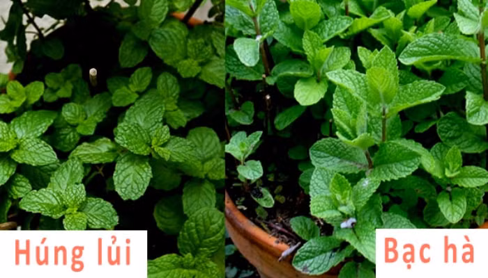 Nhiều hoạt chất quý chữa bệnh trong cây húng lủi mọi người không biết