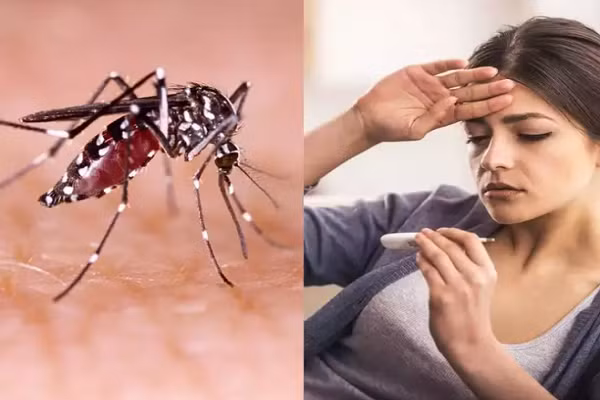 Sốt xuất huyết là bệnh truyền nhiễm cấp tính do virus Dengue gây ra. Ảnh minh họa: Times Of India. Benh nhan sot xuat huyet nen an gi de nhanh khoi?