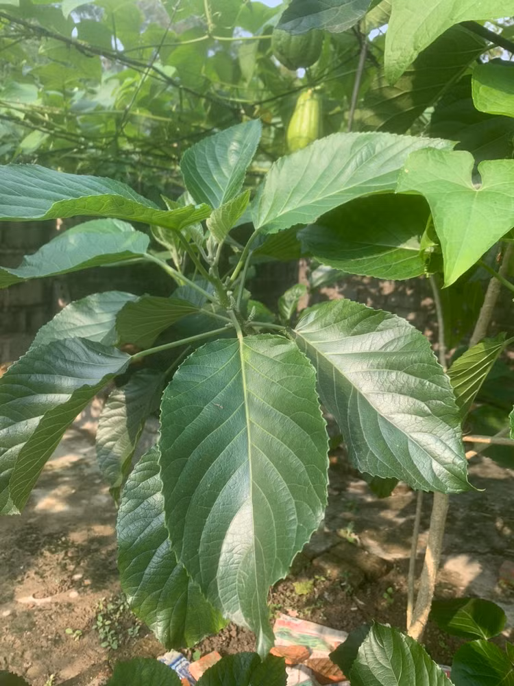 Hình ảnh lá lộc mại do bệnh nhân cung cấp