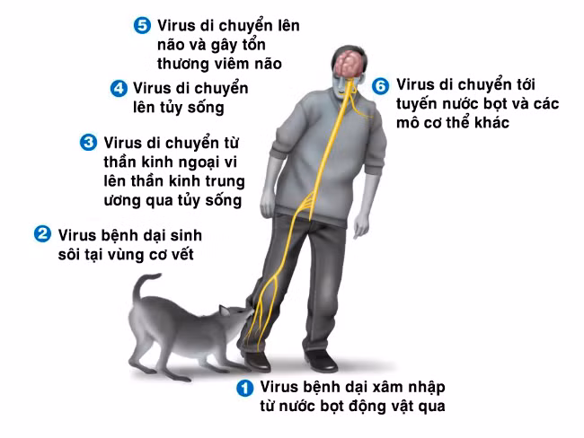 Hình minh họa: Quá trình vi rút dại xâm nhập vào cơ thể con người