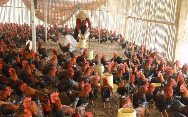 Việt Nam xuất hiện ca mắc cúm A (H5N1) gây tử vong > 50% Việt Nam xuất hiện ca mắc cúm A (H5N1) gây tử vong > 50%