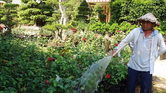 Du Xuân ngắm vườn hoa hồng lớn nhất miền Tây - Ảnh 3.