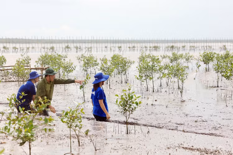 Sau năm đầu tiên khoanh nuôi, cánh rừng đã có hơn 71.000 cây mới được tái sinh. Sau năm đầu tiên khoanh nuôi, cánh rừng đã có hơn 71.000 cây mới được tái sinh.