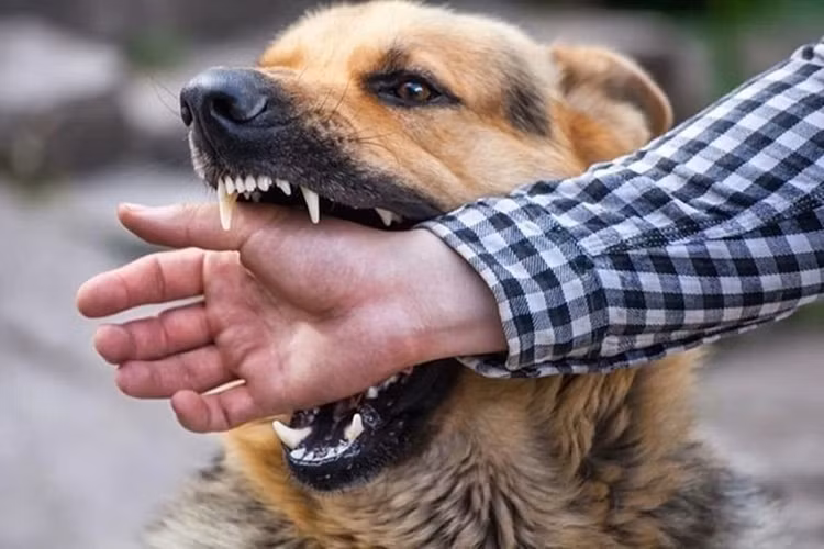 Khi dẫn cho ra đường đi dạo, phải rọ mõn hoặc xích và giữ để chó không cắn người. Ảnh minh họa.