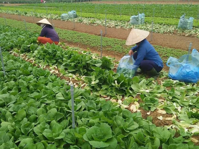 Sản xuất nông nghiệp cần phát triển theo mô hình sạch, hữu cơ để đảm bảo chất lượng sản phẩm.