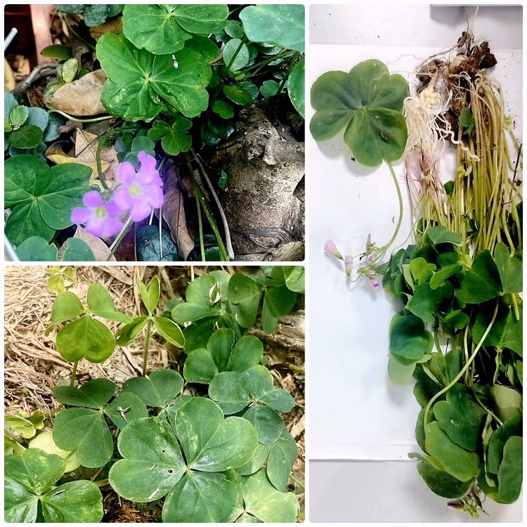 Cây me đất bệnh nhân hái đun nước uống dẫn đến suy thận (mẫu do bệnh nhân cung cấp) - Ảnh BVCC Cây me đất bệnh nhân hái đun nước uống dẫn đến suy thận (mẫu do bệnh nhân cung cấp) - Ảnh BVCC
