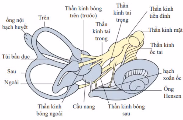 Các cơ quan bị ảnh hưởng do rối loạn tiền đình - Ảnh BVCC Các cơ quan bị ảnh hưởng do rối loạn tiền đình - Ảnh BVCC