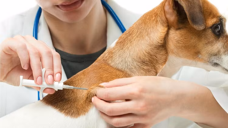Tiêm phòng vắc xin phòng bệnh dại là biện pháp phòng bệnh dại đơn giản và hiệu quả nhất - Ảnh minh họa