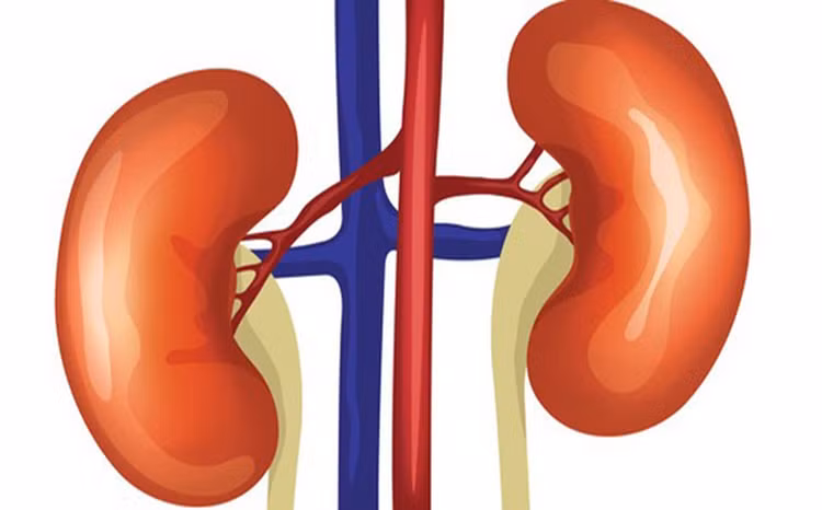 3 vị trí đau cảnh báo bệnh thận cần lưu ý - Hình 2