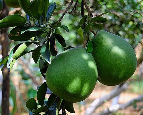Bưởi không chỉ cây ăn quả ngon mà còn là vị thuốc chữa nhiều bệnh - Ảnh minh họa
