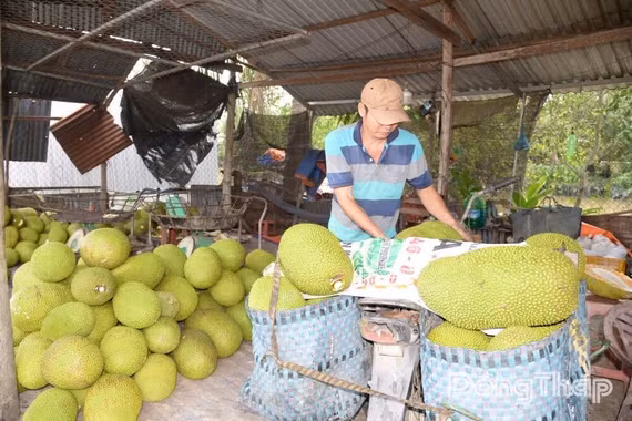 Giá mít tại miền Tây tăng gấp ba lần sau đợt khan hàng