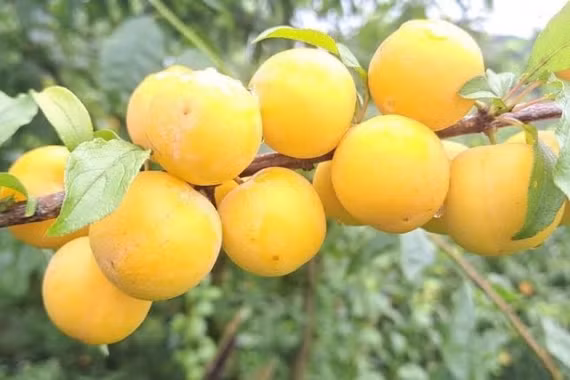 Mận vàng Mộc Châu hút khách Hà Nội với giá 60.000 đồng/kg