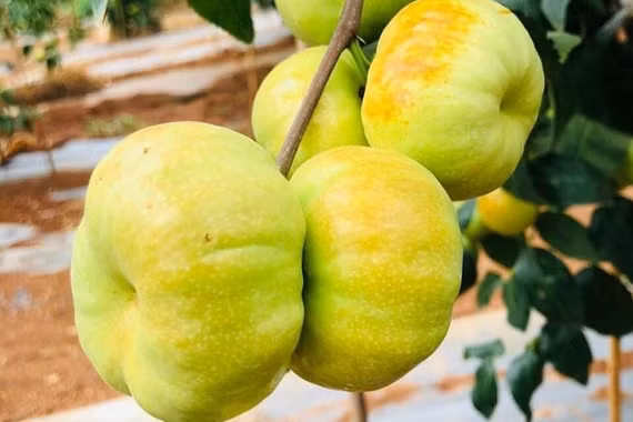 Hồng táo dẹt Trung Quốc sốt giá trên chợ mạng Việt Nam